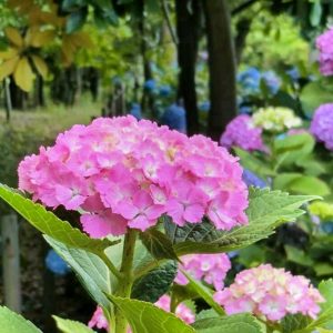 岩ヶ池公園、あじさい、6月夏の花、愛知県刈谷市の観光・撮影スポットの画像と写真