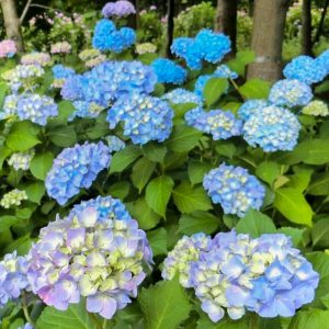 岩ヶ池公園、あじさい、6月夏の花、愛知県刈谷市の観光・撮影スポットの画像と写真