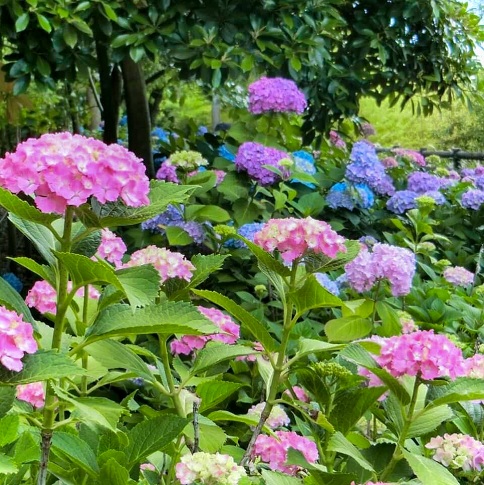 岩ヶ池公園、あじさい、6月夏の花、愛知県刈谷市の観光・撮影スポットの画像と写真