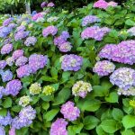 岩ヶ池公園、あじさい、6月夏の花、愛知県刈谷市の観光・撮影スポットの画像と写真