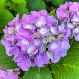 岩ヶ池公園、あじさい、6月夏の花、愛知県刈谷市の観光・撮影スポットの画像と写真