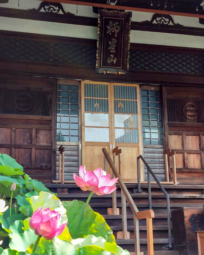 常念寺、ハス、6月夏の花、愛知県一宮市の観光・撮影スポットの画像と写真