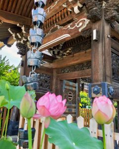 常念寺、ハス、6月夏の花、愛知県一宮市の観光・撮影スポットの画像と写真