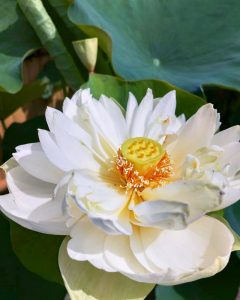 常念寺、ハス、6月夏の花、愛知県一宮市の観光・撮影スポットの画像と写真