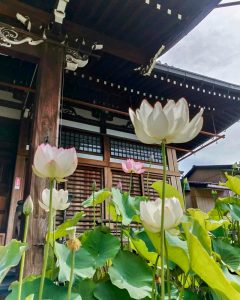 常念寺、ハス、6月夏の花、愛知県一宮市の観光・撮影スポットの画像と写真