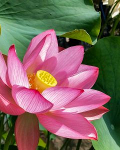常念寺、ハス、6月夏の花、愛知県一宮市の観光・撮影スポットの画像と写真