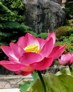 常念寺、ハス、6月夏の花、愛知県一宮市の観光・撮影スポットの画像と写真