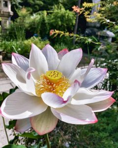 常念寺、ハス、6月夏の花、愛知県一宮市の観光・撮影スポットの画像と写真