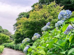 亀山公園、あじさい、6月夏の花、三重県亀山市の観光・撮影スポットの画像と写真