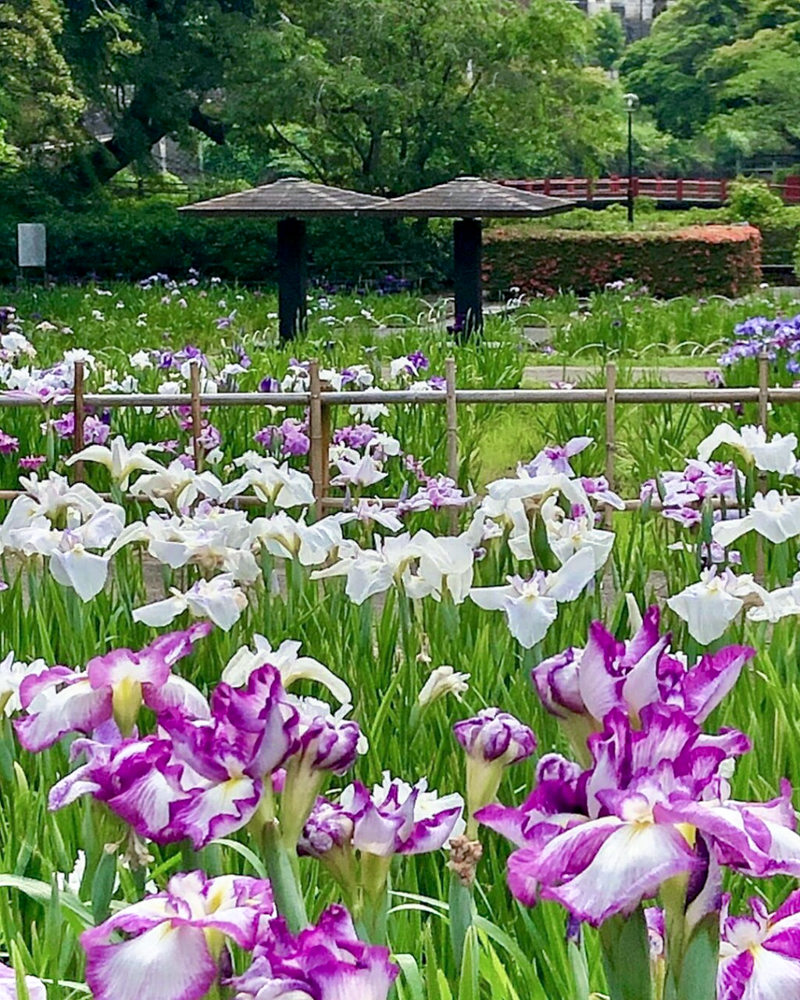 亀山公園、花しょうぶ、6月夏の花、三重県亀山市の観光・撮影スポットの画像と写真