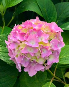 亀山公園、あじさい、6月夏の花、三重県亀山市の観光・撮影スポットの画像と写真