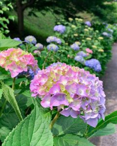 亀山公園、あじさい、6月夏の花、三重県亀山市の観光・撮影スポットの画像と写真