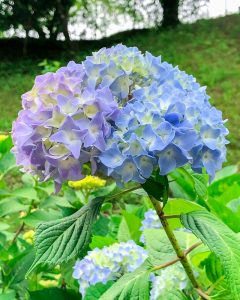 亀山公園、あじさい、6月夏の花、三重県亀山市の観光・撮影スポットの画像と写真