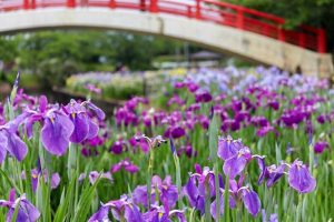 賀茂しょうぶ園、５月夏の花、愛知県豊橋市の観光・撮影スポットの画像と写真