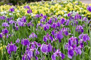 賀茂しょうぶ園、５月夏の花、愛知県豊橋市の観光・撮影スポットの画像と写真