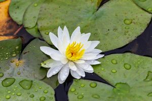 賀茂しょうぶ園、スイレン、５月夏の花、愛知県豊橋市の観光・撮影スポットの画像と写真