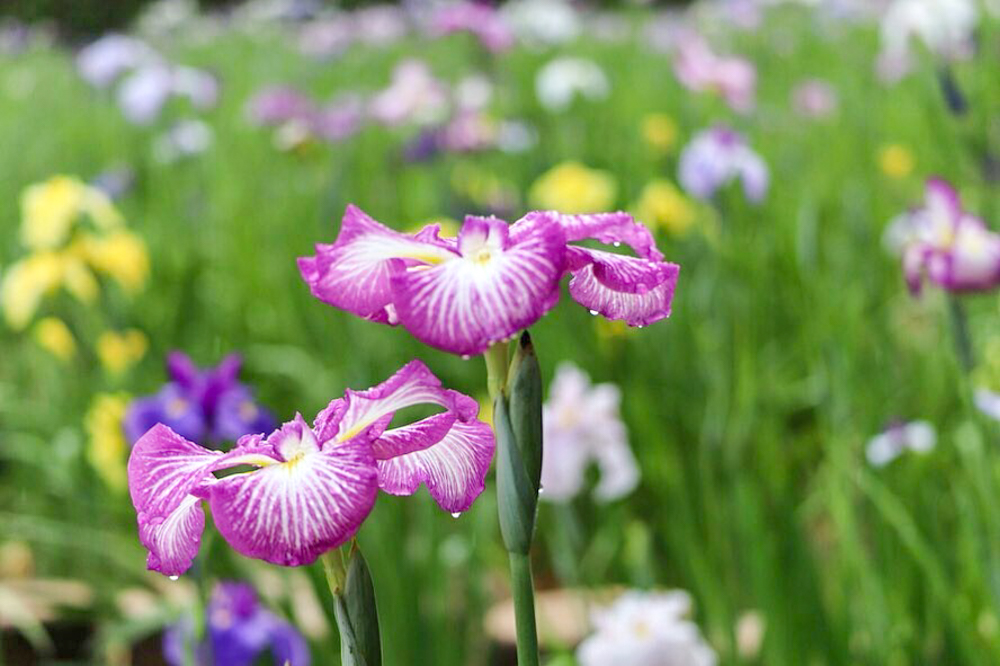 賀茂しょうぶ園、５月夏の花、愛知県豊橋市の観光・撮影スポットの画像と写真