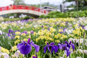 賀茂しょうぶ園、５月夏の花、愛知県豊橋市の観光・撮影スポットの画像と写真