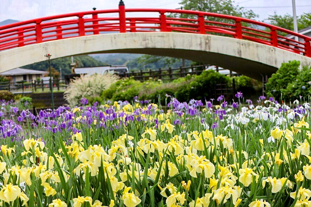 賀茂しょうぶ園、５月夏の花、愛知県豊橋市の観光・撮影スポットの画像と写真