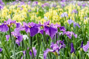 賀茂しょうぶ園、５月夏の花、愛知県豊橋市の観光・撮影スポットの画像と写真