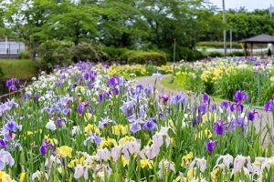 賀茂しょうぶ園、５月夏の花、愛知県豊橋市の観光・撮影スポットの画像と写真