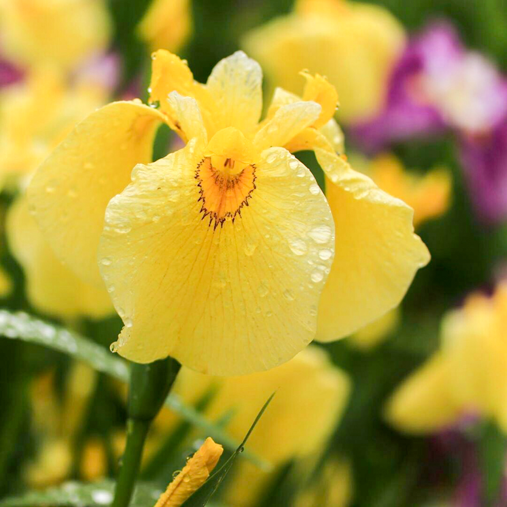 賀茂しょうぶ園、花しょうぶ、6月夏の花、愛知県豊橋市の観光・撮影スポットの画像と写真