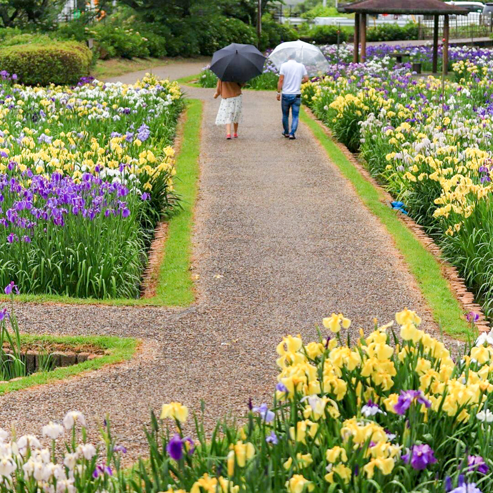 賀茂しょうぶ園、花しょうぶ、6月夏の花、愛知県豊橋市の観光・撮影スポットの画像と写真