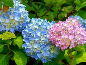 河川環境楽園オアシスパーク、あじさい、6月夏の花、岐阜県各務原市の観光・撮影スポットの画像と写真