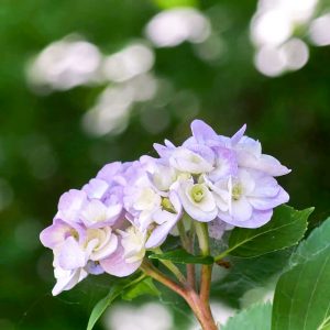 河川環境楽園オアシスパーク、あじさい、6月夏の花、岐阜県各務原市の観光・撮影スポットの画像と写真