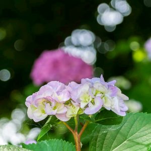 河川環境楽園オアシスパーク、あじさい、6月夏の花、岐阜県各務原市の観光・撮影スポットの画像と写真