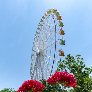 河川環境楽園オアシスパーク、観覧車、6月夏の花、岐阜県各務原市の観光・撮影スポットの画像と写真