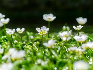 河川環境楽園オアシスパーク、梅花藻（バイカモ）、6月夏の花、岐阜県各務原市の観光・撮影スポットの画像と写真