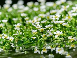 河川環境楽園オアシスパーク、梅花藻（バイカモ）、6月夏の花、岐阜県各務原市の観光・撮影スポットの画像と写真