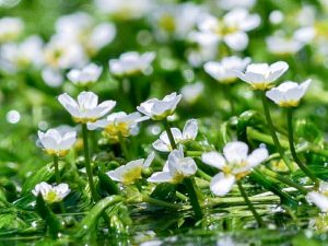 河川環境楽園オアシスパーク、梅花藻（バイカモ）、6月夏の花、岐阜県各務原市の観光・撮影スポットの画像と写真