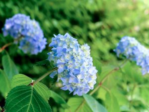 河川環境楽園オアシスパーク、あじさい、6月夏の花、岐阜県各務原市の観光・撮影スポットの画像と写真