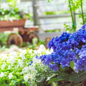 都市緑化植物園(グリーンピア春日井)、6月夏の花、愛知県春日井市の観光・撮影スポットの画像と写真