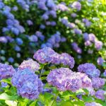 都市緑化植物園(グリーンピア春日井)、あじさい、6月夏の花、愛知県春日井市の観光・撮影スポットの画像と写真