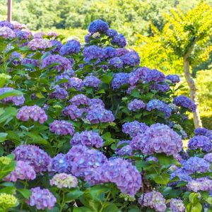 都市緑化植物園(グリーンピア春日井)、あじさい、6月夏の花、愛知県春日井市の観光・撮影スポットの画像と写真