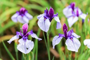 都市緑化植物園(グリーンピア春日井)、花しょうぶ、6月夏の花、愛知県春日井市の観光・撮影スポットの画像と写真