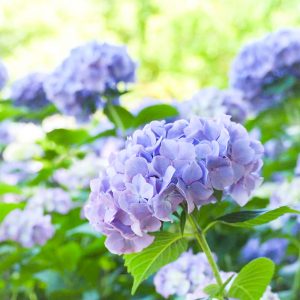 都市緑化植物園(グリーンピア春日井)、あじさい、6月夏の花、愛知県春日井市の観光・撮影スポットの画像と写真