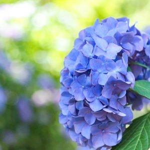 都市緑化植物園(グリーンピア春日井)、あじさい、6月夏の花、愛知県春日井市の観光・撮影スポットの画像と写真