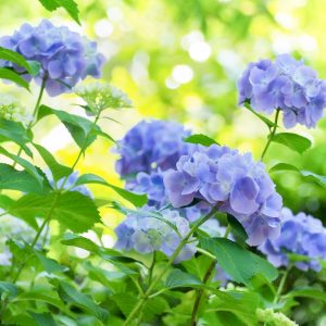 都市緑化植物園(グリーンピア春日井)、あじさい、6月夏の花、愛知県春日井市の観光・撮影スポットの画像と写真
