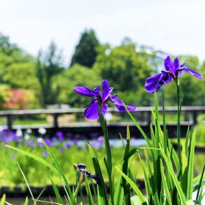 都市緑化植物園(グリーンピア春日井)、花しょうぶ、6月夏の花、愛知県春日井市の観光・撮影スポットの画像と写真