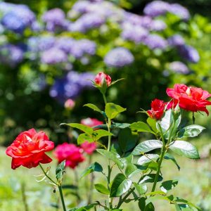 都市緑化植物園(グリーンピア春日井)、バラ、6月夏の花、愛知県春日井市の観光・撮影スポットの画像と写真