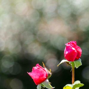 都市緑化植物園(グリーンピア春日井)、バラ、6月夏の花、愛知県春日井市の観光・撮影スポットの画像と写真