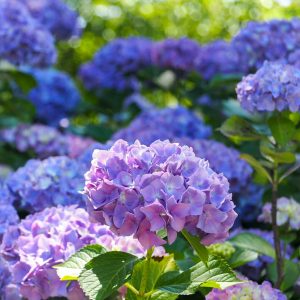 都市緑化植物園(グリーンピア春日井)、あじさい、6月夏の花、愛知県春日井市の観光・撮影スポットの画像と写真