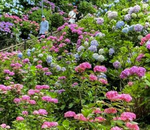 形原温泉温泉あじさいの里、6月夏の花、愛知県蒲郡市の観光・撮影スポットの画像と写真