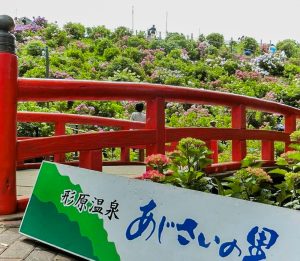 形原温泉温泉あじさいの里、6月夏の花、愛知県蒲郡市の観光・撮影スポットの画像と写真