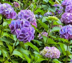 形原温泉温泉あじさいの里、6月夏の花、愛知県蒲郡市の観光・撮影スポットの画像と写真