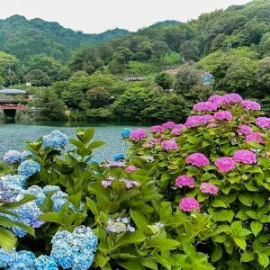 形原温泉温泉あじさいの里、6月夏の花、愛知県蒲郡市の観光・撮影スポットの画像と写真
